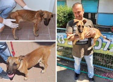 השירות הווטרינרי בלוד הציל את הכלבה דבי שמחכה לבית חם ואוהב