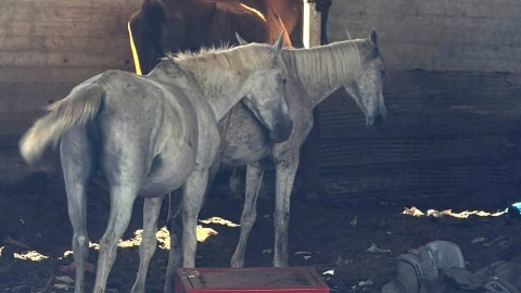החרמת סוסים: עיריית לוד באכיפה נחושה נגד החזקת בעלי חיים תוך התעללות ושלא כחוק