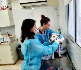 סטודנטים לרפואה וטרינרית מבצעים סטאז' בשירות הווטרינרי העירוני של לוד